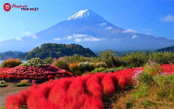 Tour Nhật Bản Mùa Thu 2025: Cung Đường Làng Cổ Shirakawago